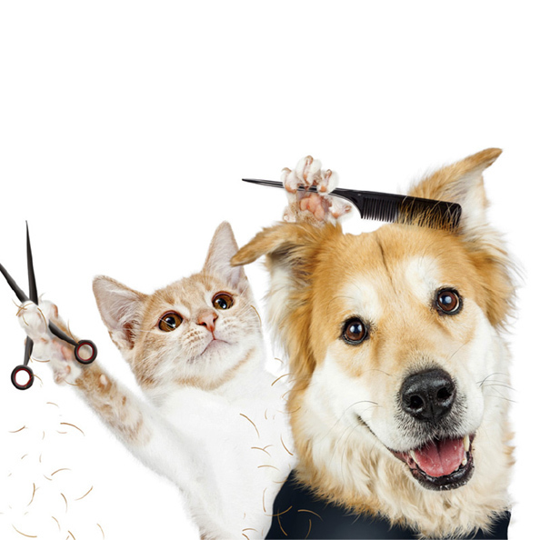 cat comically cutting dogs hair