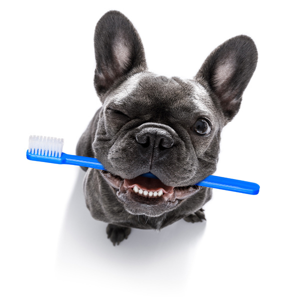 dog with tooth brush