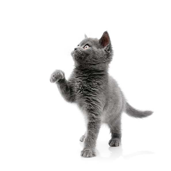 gray cat with paw up