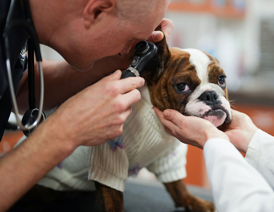 Veterinarian examining a dog